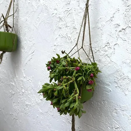 Casa Rotuli Parabita