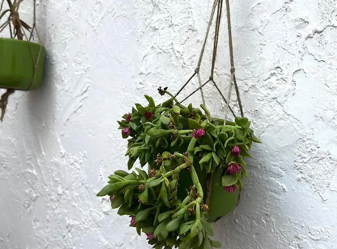 Casa Rotuli Parabita